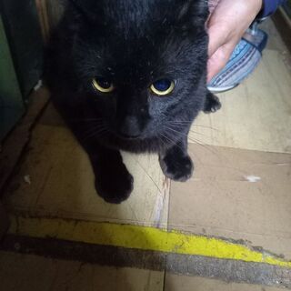 おっとりな甘えん坊の黒猫です。