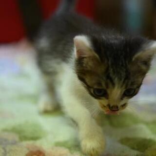 サバトラ白・猫オス 21年6月生まれの画像