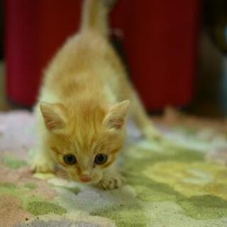 茶トラ白・猫オス 21年6月生まれ