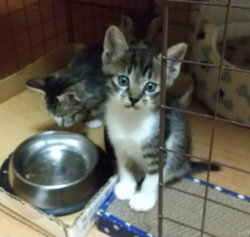 里親募集です 一旦受付終了にします ゆん 廿日市の猫の里親募集 ジモティー
