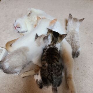 子猫４匹  募集終了 ４匹里親様が決定しました　