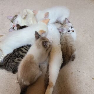 子猫４匹  募集終了 ４匹里親様が決定しました　 - 久慈市