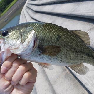 釣り（ブラックバス）