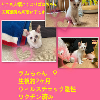 里親募集中　可愛いシャム系子猫