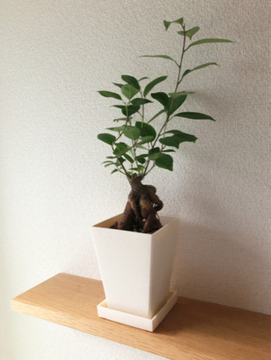 観葉植物　ガジュマル(14)　39cm　3号鉢と受け皿付き