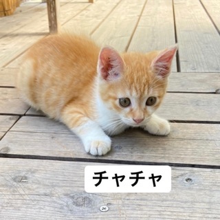 とってもかわいい兄妹♪人馴れしてます - 猫