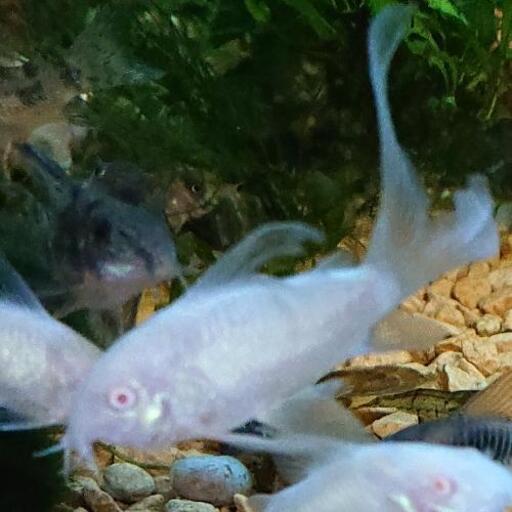 ロングフィン白コリドラス アルビノ アクアリウム 熱帯魚 ジモティーアクア 宮之阪の家具の中古あげます 譲ります ジモティーで不用品の処分