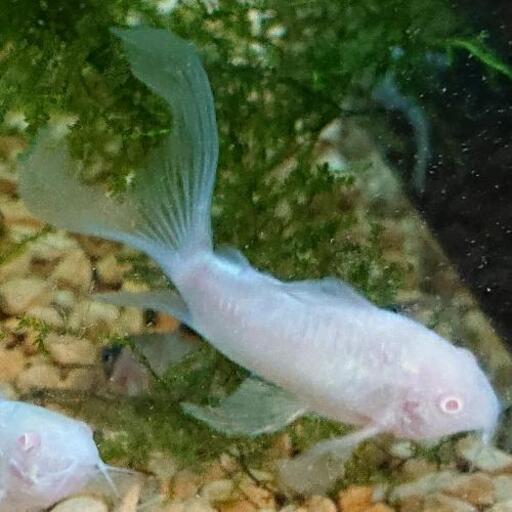 ロングフィン白コリドラス アルビノ アクアリウム 熱帯魚 ジモティーアクア 宮之阪の家具の中古あげます 譲ります ジモティーで不用品の処分