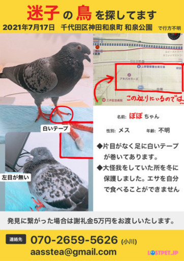 迷子のハト 鳩 を探しています 謝礼10万円 小川 千代田の手伝って 助けての助け合い ジモティー