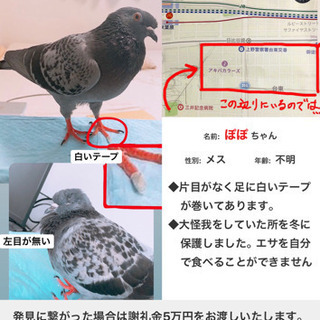 迷子のハト(鳩)を探しています(謝礼10万円)