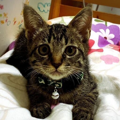 生後2ヶ月半のキジトラ男の子 やまとひめ 橿原の猫の里親募集 ジモティー 生後2ヶ月半のキジトラ男の子 やまとひめ 橿原の猫の里親募集 ジモティー