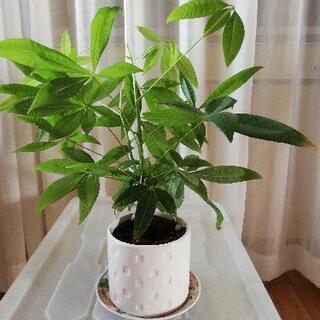 観葉植物　パキラ