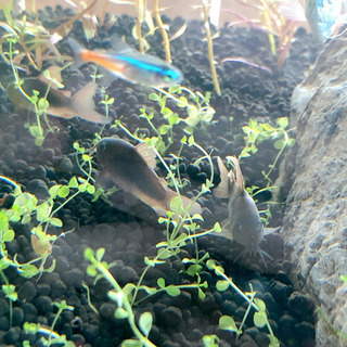 熱帯魚　コリドラスアエネウス 赤コリ 2匹