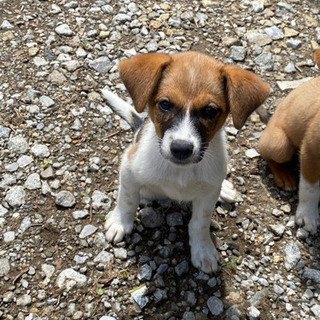 【里親募集を締め切らせて頂きます】仔犬(生後2ヶ月) 