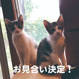 神奈川県 川崎市の里親募集 ジモティー 神奈川県 川崎市の里親募集 ジモティー