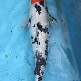 錦鯉 丹頂べっ甲48cm