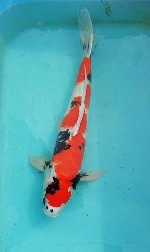 錦鯉６０ｃｍ