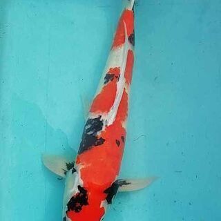 錦鯉６０ｃｍ