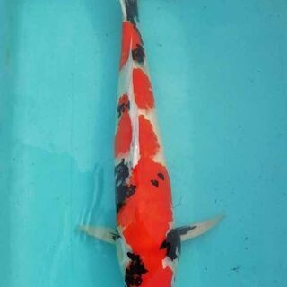 錦鯉60cm 【公式通販】
