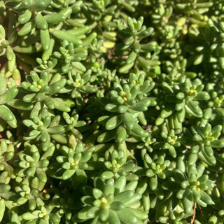 多肉植物☆セダム☆ベラッデインベルノ☆