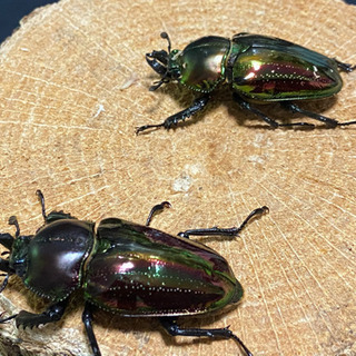 岡山県の中古クワガタが無料 格安で買える ジモティー