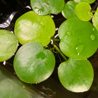 水草・その他詰め合わせ 1名様