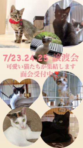 可愛い鼻ふうせん 7 23 24 25面会可能 いとねこ 筑前前原の猫の里親募集 ジモティー