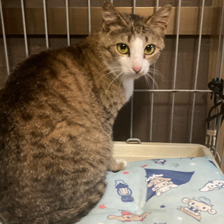 【募集を一時中止します】子猫を守り抜いた強くて優しいお母さん☆ことのちゃん - 里親募集