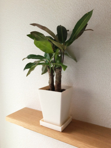 観葉植物　クロトン　2株セット　39cm　3号鉢と受け皿付き