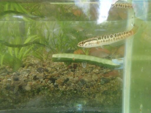 日淡水魚アクアリウム雷魚稚魚１０センチ弱１匹です ワンタン 河内国分のその他の中古あげます 譲ります ジモティーで不用品の処分