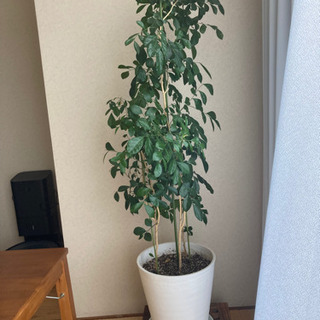 【ネット決済】観葉植物  シルクジャスミン   推定10号鉢サイズ