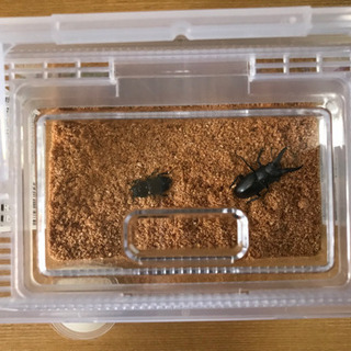 熊本県の中古カブトムシが無料 格安で買える ジモティー