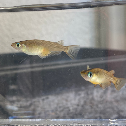夏休みの めだかの卵観察キット キタノメダカ 自由研究に 龍香めだか 鵯越のその他の中古あげます 譲ります ジモティーで不用品の処分