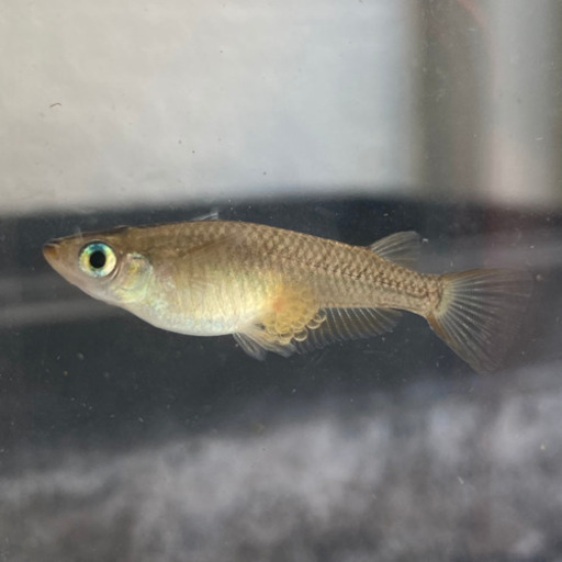 夏休みの めだかの卵観察キット キタノメダカ 自由研究に 龍香めだか 鵯越のその他の中古あげます 譲ります ジモティーで不用品の処分
