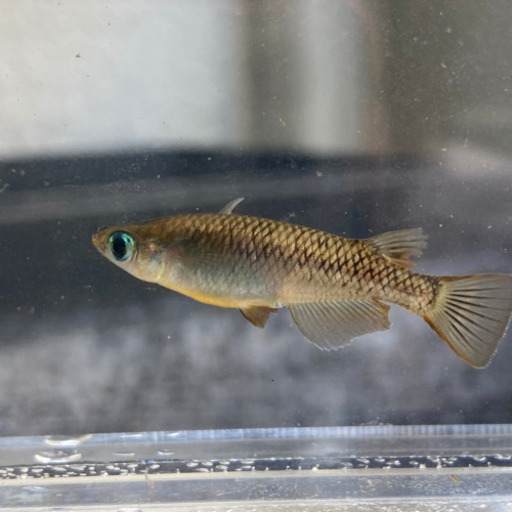 夏休みの めだかの卵観察キット キタノメダカ 自由研究に 龍香めだか 鵯越のその他の中古あげます 譲ります ジモティーで不用品の処分