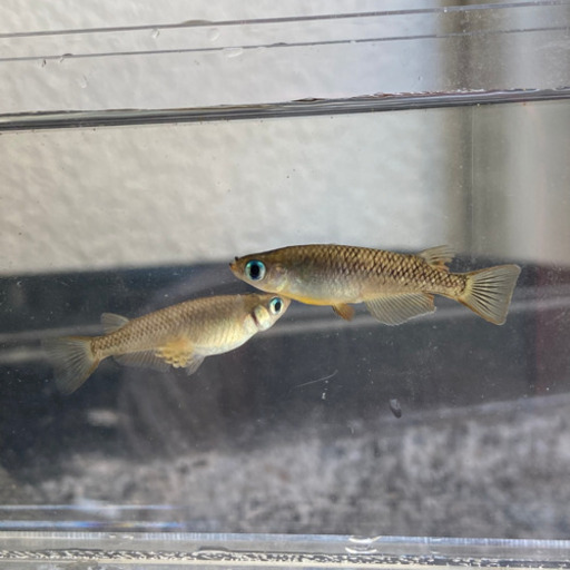 夏休みの めだかの卵観察キット キタノメダカ 自由研究に 龍香めだか 鵯越のその他の中古あげます 譲ります ジモティーで不用品の処分