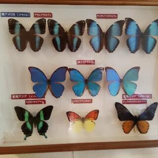 蝶の標本、置物、人形