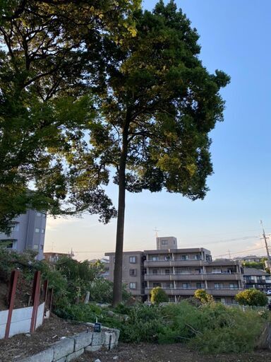 立ち木、廃材、材木、樫の木他