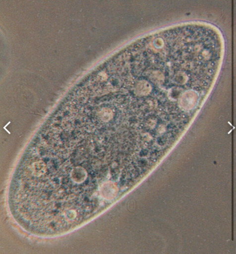 メダカ餌臭わないゾウリムシ針子生存率up ティーズメダカ 喜志のその他の中古あげます 譲ります ジモティーで不用品の処分