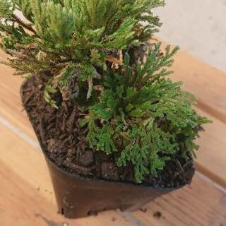 岩ヒバ 岩松とも言うらしい たまこ 植松のその他の中古あげます 譲ります ジモティーで不用品の処分 岩ヒバ 岩松とも言うらしい たまこ 植松のその他の中古あげます 譲ります ジモティーで不用品の処分