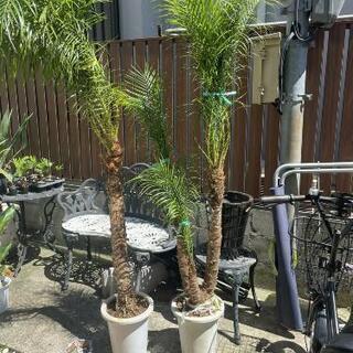 フェニックスロベレニー 9号 3本立ち