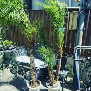 フェニックスロベレニー 9号 3本立ち