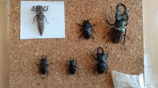 クワガタ カミキリセット 標本 ネームはニック 仙台のその他の中古あげます 譲ります ジモティーで不用品の処分