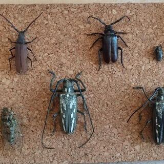 クワガタ カミキリセット 標本 ネームはニック 仙台のその他の中古あげます 譲ります ジモティーで不用品の処分