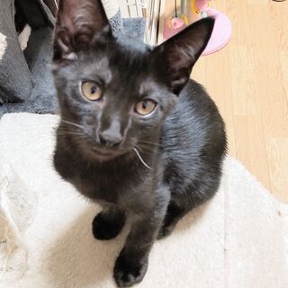 黒猫(4か月くらい）