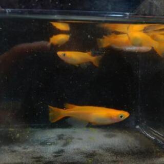 メダカ 錦秋 未選別稚魚10匹 A Lunamis 米子のその他の中古あげます 譲ります ジモティーで不用品の処分
