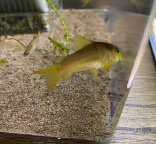 コリドラスイルミネータスレッド アカヒレ 熱帯魚 しそ 行徳のその他の中古あげます 譲ります ジモティーで不用品の処分