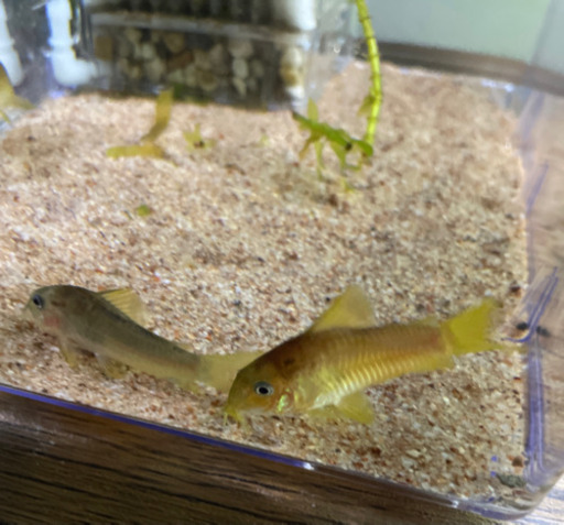 コリドラスイルミネータスレッド アカヒレ 熱帯魚 しそ 行徳のその他の中古あげます 譲ります ジモティーで不用品の処分