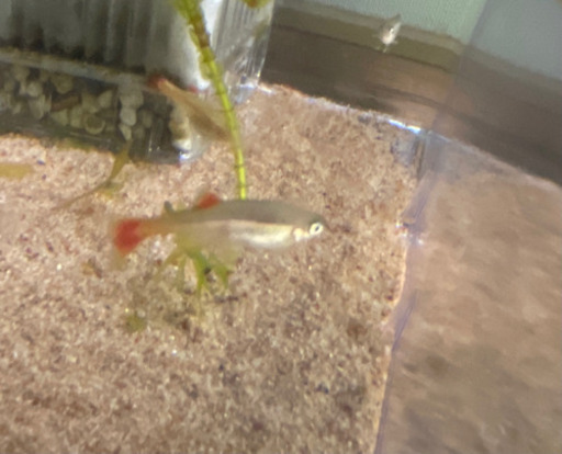 コリドラスイルミネータスレッド アカヒレ 熱帯魚 しそ 行徳のその他の中古あげます 譲ります ジモティーで不用品の処分