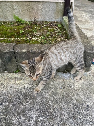 迷い猫です Yama 南中郷の猫の里親募集 ジモティー
